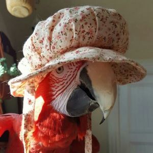 Meet your Posher, Allison